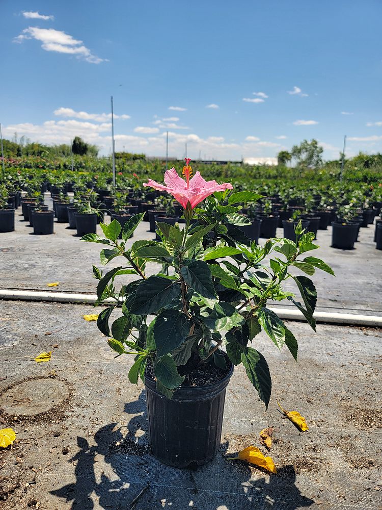 hibiscus-rosa-sinensis-seminole-pink-tropical-hibiscus