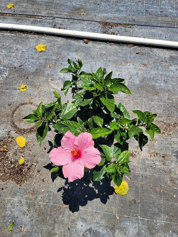 hibiscus-rosa-sinensis-seminole-pink-tropical-hibiscus