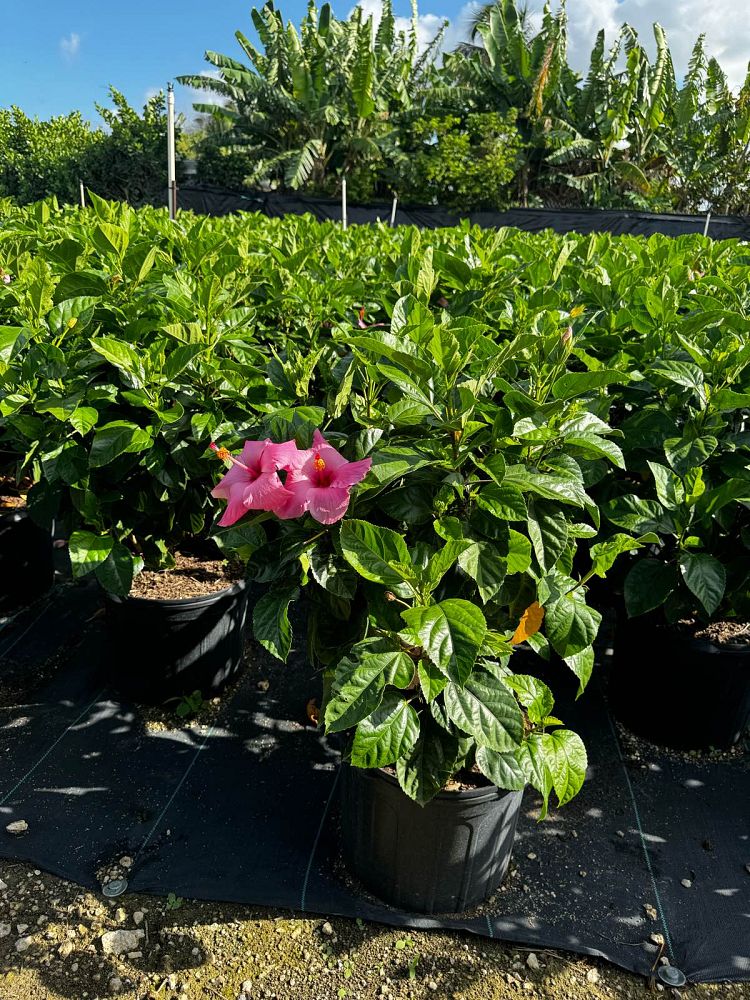 hibiscus-rosa-sinensis-seminole-pink-tropical-hibiscus