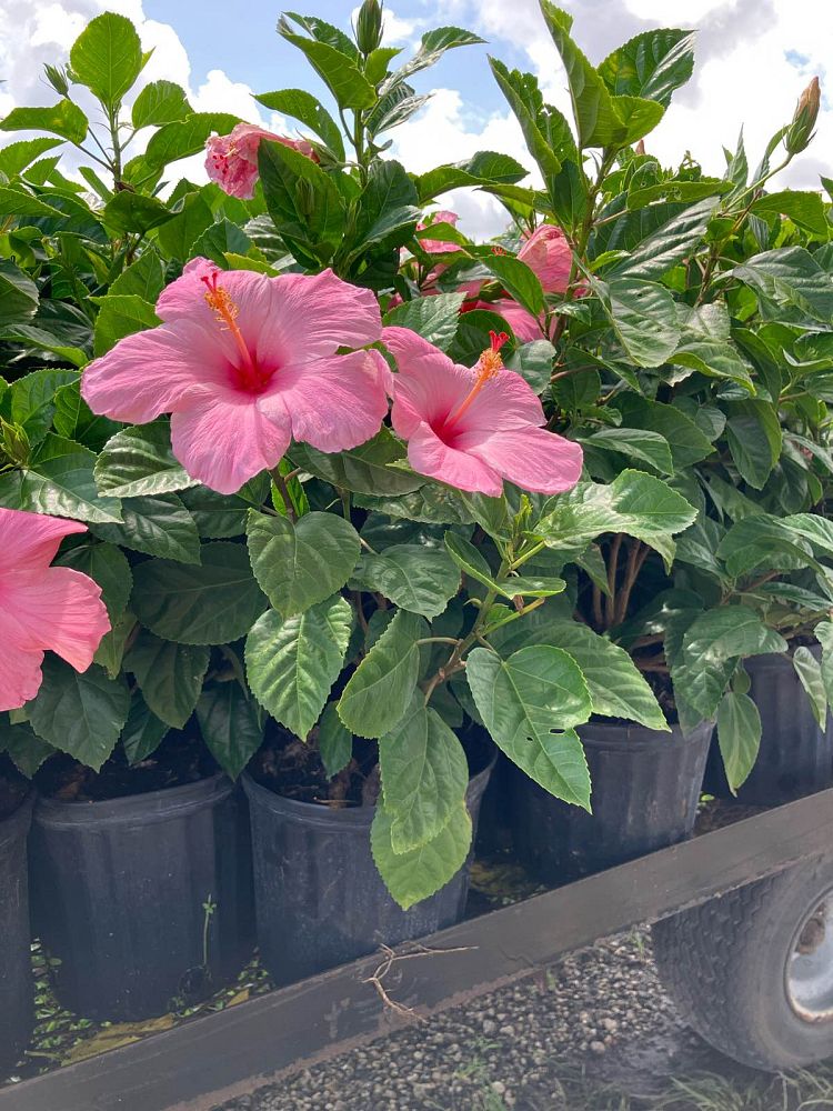 hibiscus-rosa-sinensis-seminole-pink-tropical-hibiscus