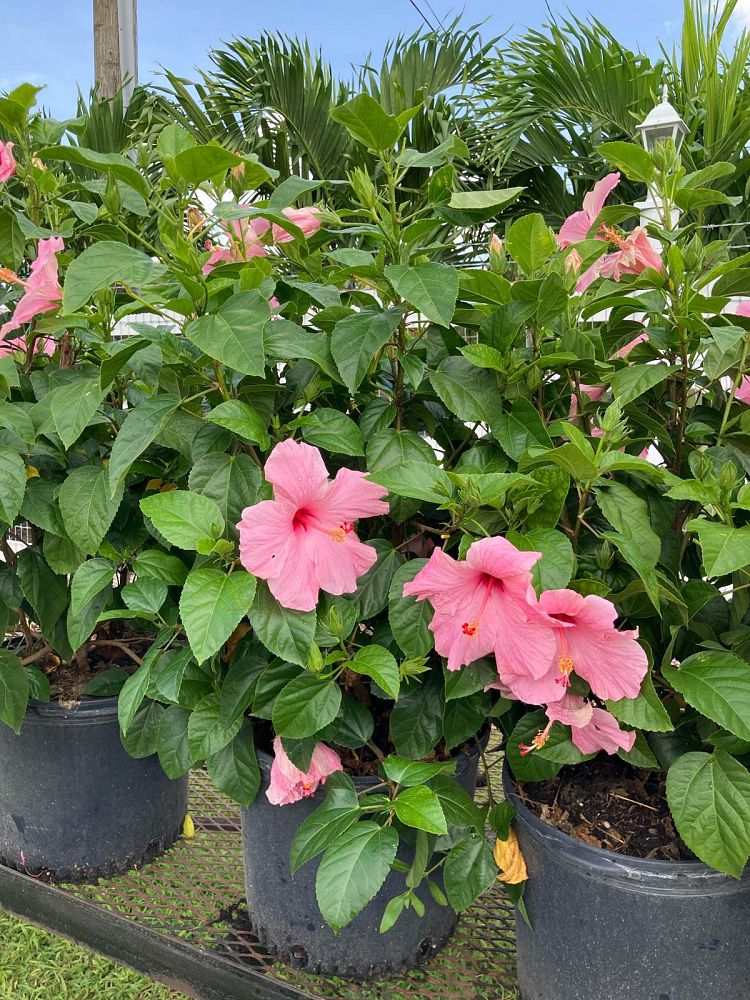 hibiscus-rosa-sinensis-seminole-pink-tropical-hibiscus