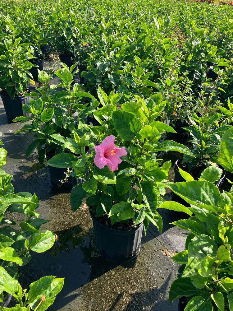 hibiscus-rosa-sinensis-seminole-pink-tropical-hibiscus