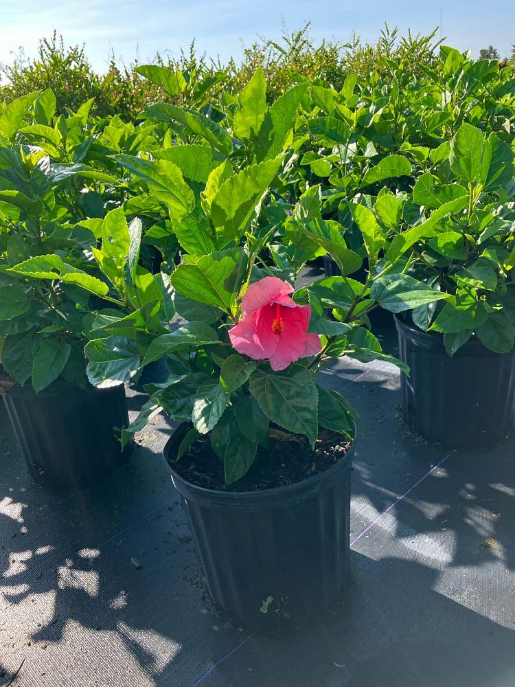 hibiscus-rosa-sinensis-seminole-pink-tropical-hibiscus