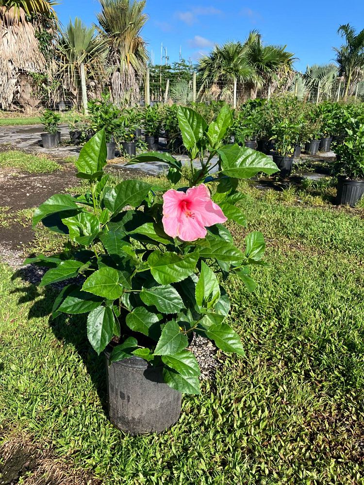 hibiscus-rosa-sinensis-seminole-pink-tropical-hibiscus