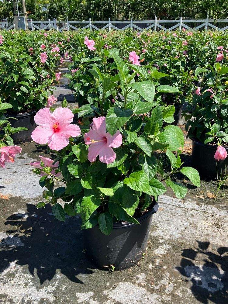 hibiscus-rosa-sinensis-seminole-pink-tropical-hibiscus