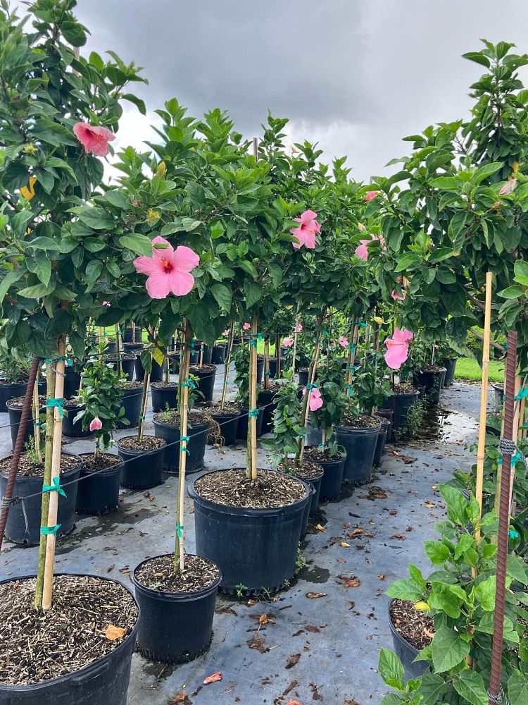 hibiscus-rosa-sinensis-seminole-pink-tropical-hibiscus