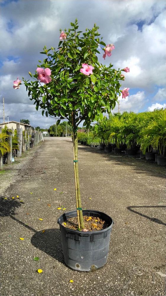 hibiscus-rosa-sinensis-seminole-pink-tropical-hibiscus