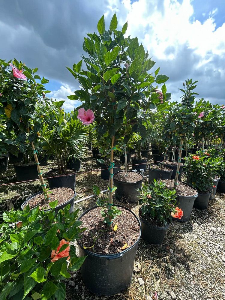 hibiscus-rosa-sinensis-seminole-pink-tropical-hibiscus