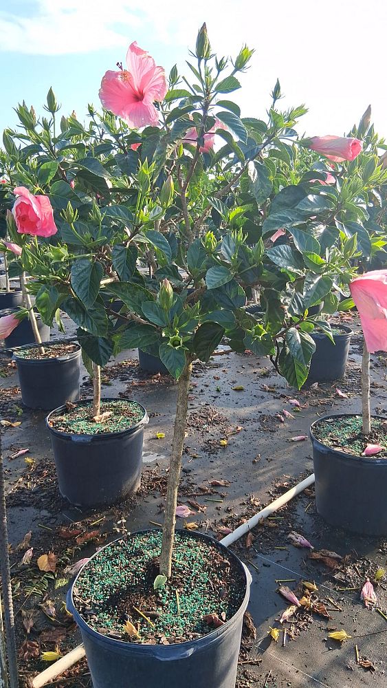 hibiscus-rosa-sinensis-seminole-pink-tropical-hibiscus