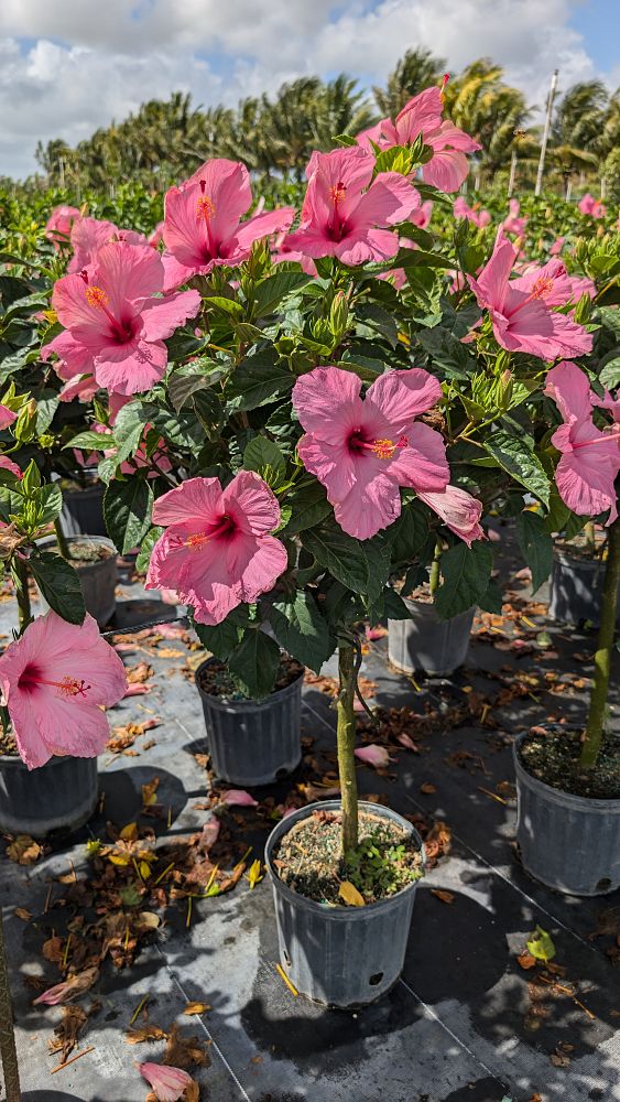 hibiscus-rosa-sinensis-seminole-pink-tropical-hibiscus