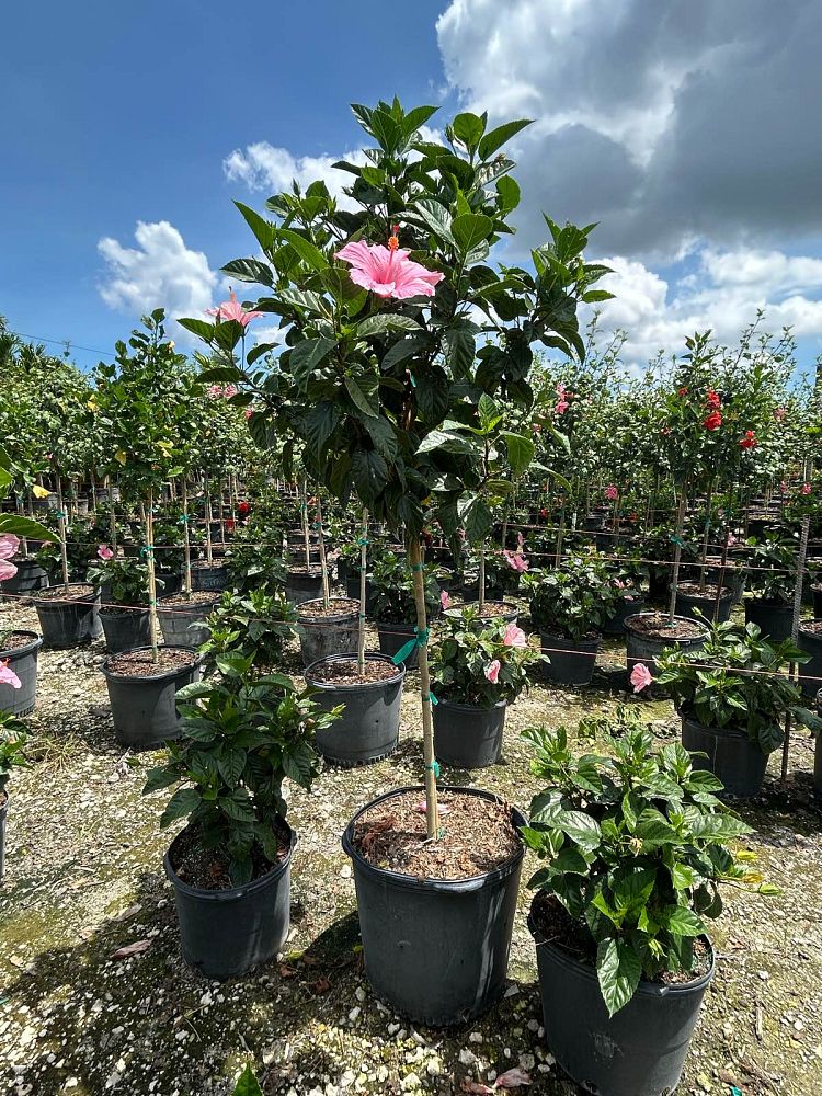 hibiscus-rosa-sinensis-seminole-pink-tropical-hibiscus