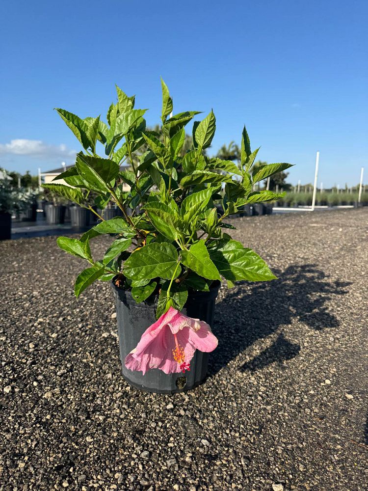 hibiscus-rosa-sinensis-seminole-pink-tropical-hibiscus