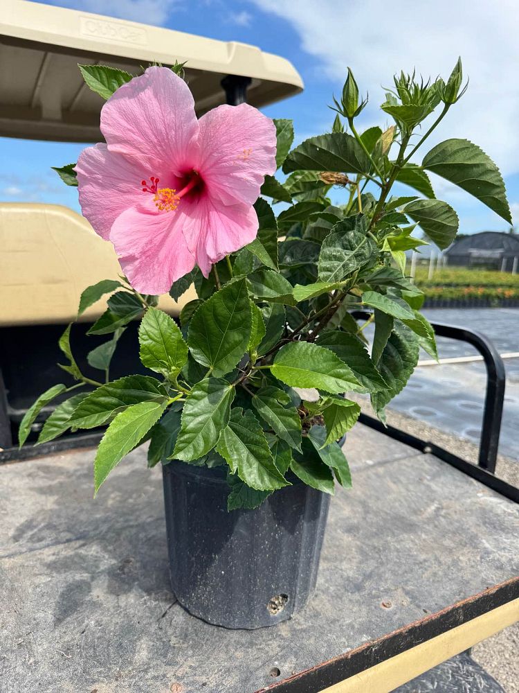 hibiscus-rosa-sinensis-seminole-pink-tropical-hibiscus