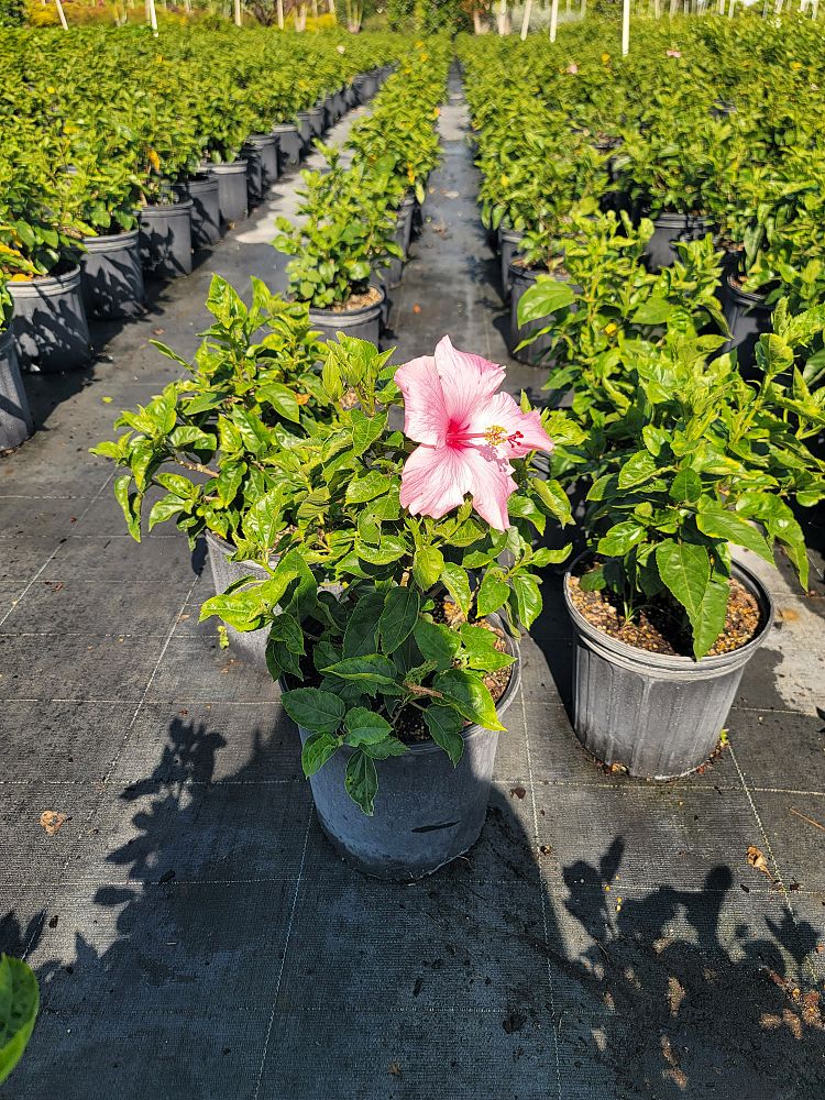 hibiscus-rosa-sinensis-seminole-pink-tropical-hibiscus