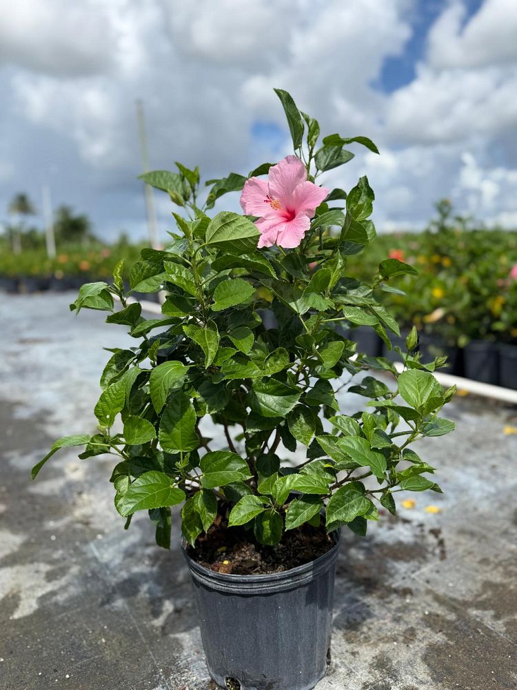 hibiscus-rosa-sinensis-seminole-pink-tropical-hibiscus