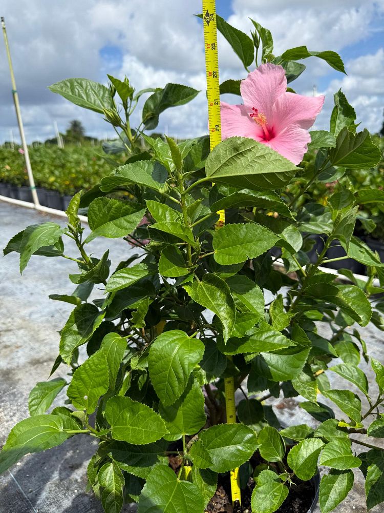 hibiscus-rosa-sinensis-seminole-pink-tropical-hibiscus
