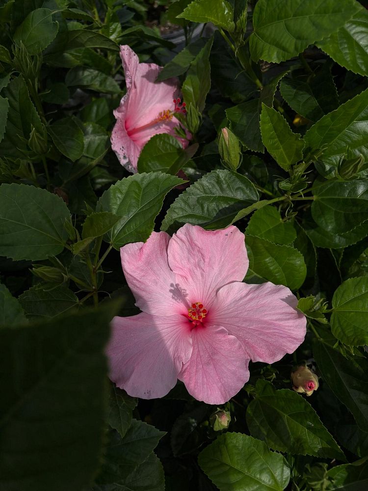 hibiscus-rosa-sinensis-seminole-pink-tropical-hibiscus