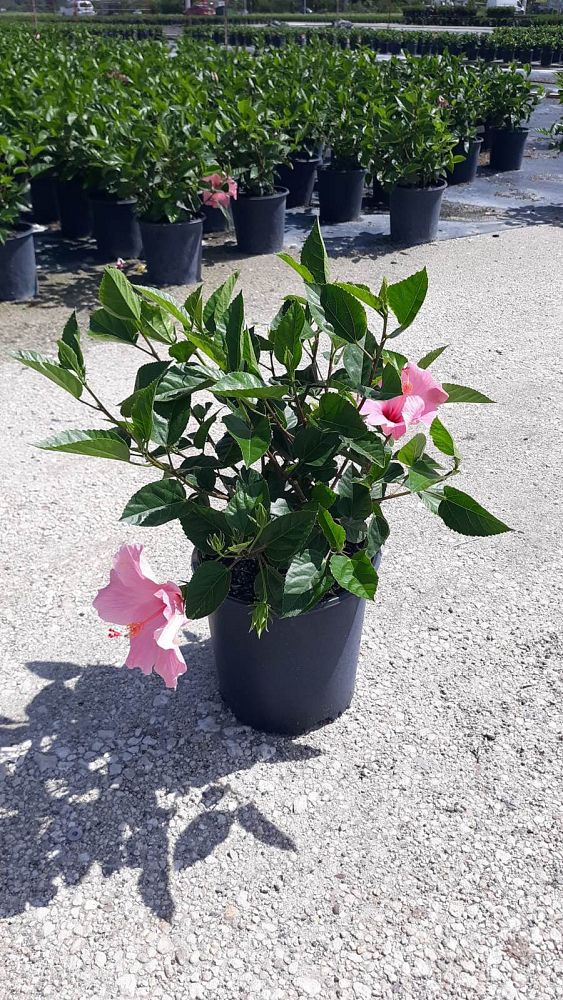 hibiscus-rosa-sinensis-seminole-pink-tropical-hibiscus