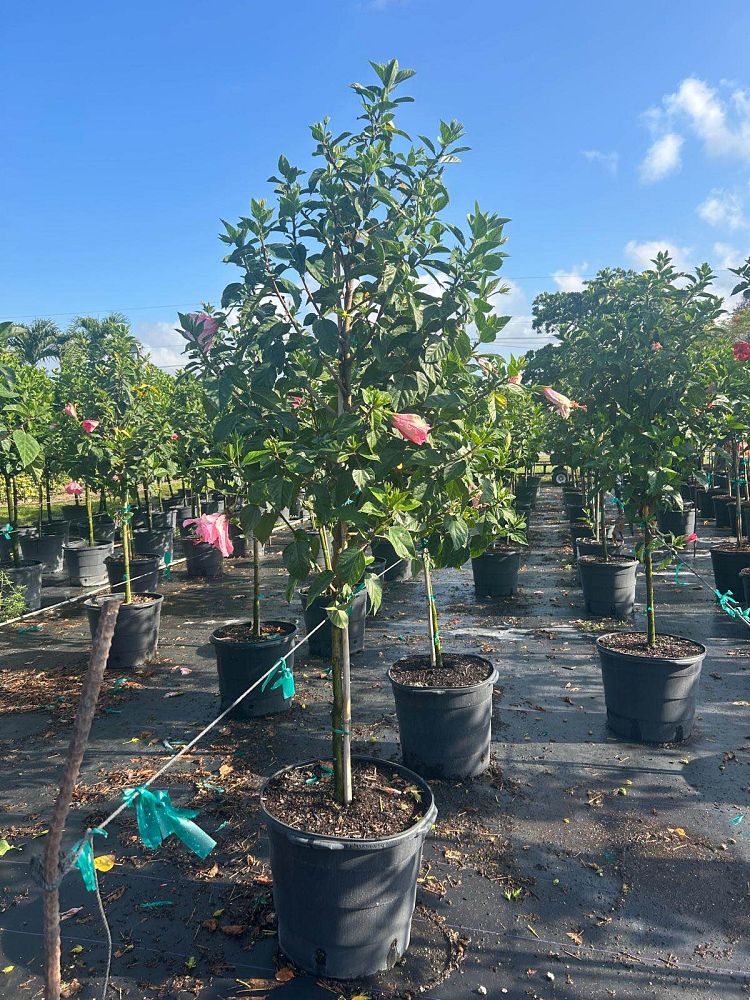 hibiscus-rosa-sinensis-seminole-pink-tropical-hibiscus