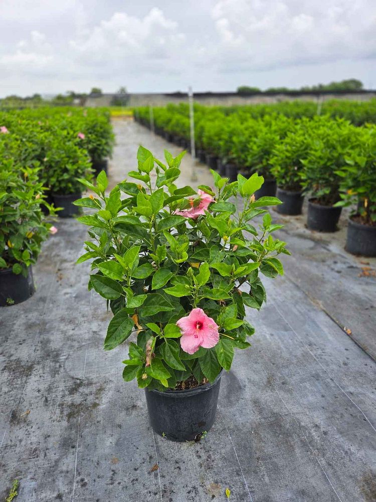 hibiscus-rosa-sinensis-seminole-pink-tropical-hibiscus