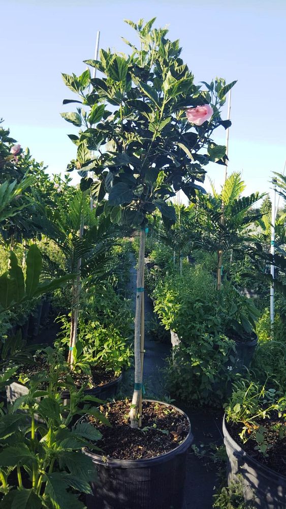 hibiscus-rosa-sinensis-seminole-pink-tropical-hibiscus