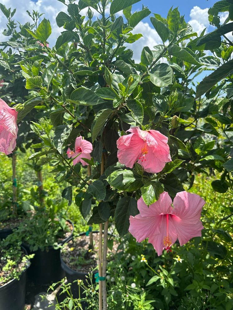 hibiscus-rosa-sinensis-seminole-pink-tropical-hibiscus