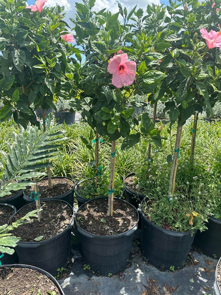 hibiscus-rosa-sinensis-seminole-pink-tropical-hibiscus