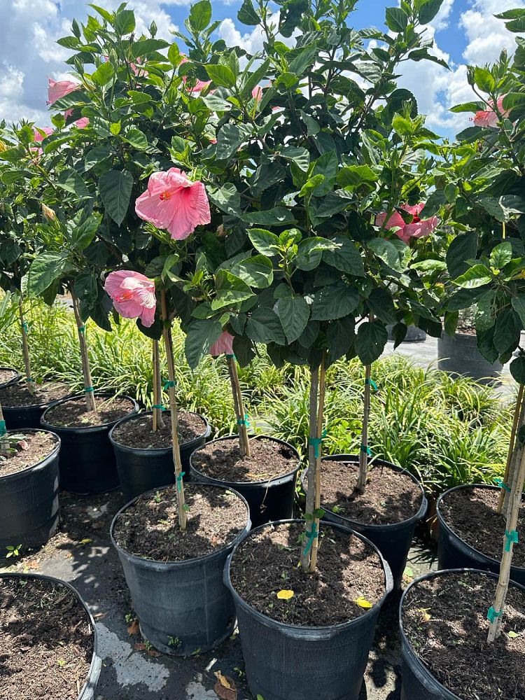 hibiscus-rosa-sinensis-seminole-pink-tropical-hibiscus