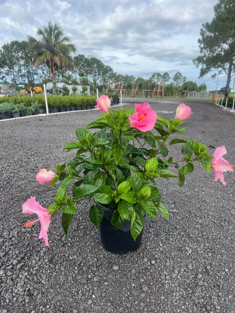 hibiscus-rosa-sinensis-seminole-pink-tropical-hibiscus