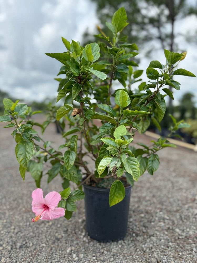 hibiscus-rosa-sinensis-seminole-pink-tropical-hibiscus