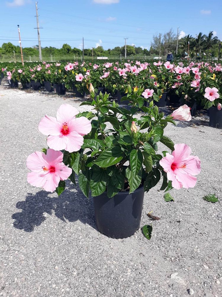 hibiscus-rosa-sinensis-seminole-pink-tropical-hibiscus