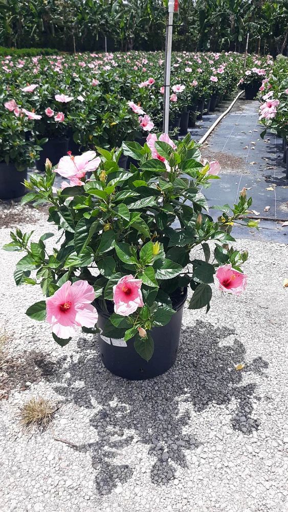 hibiscus-rosa-sinensis-seminole-pink-tropical-hibiscus