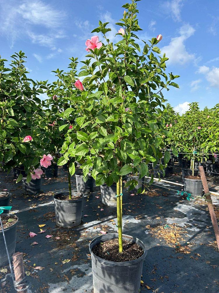 hibiscus-rosa-sinensis-seminole-pink-tropical-hibiscus