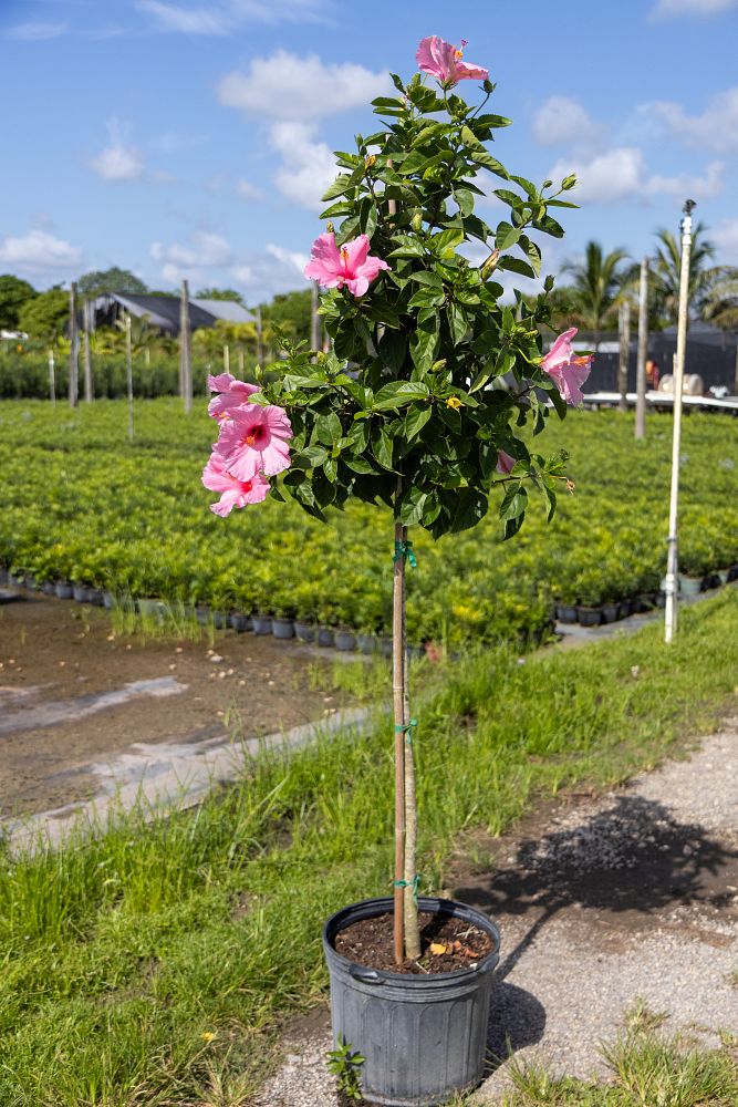 hibiscus-rosa-sinensis-seminole-pink-tropical-hibiscus