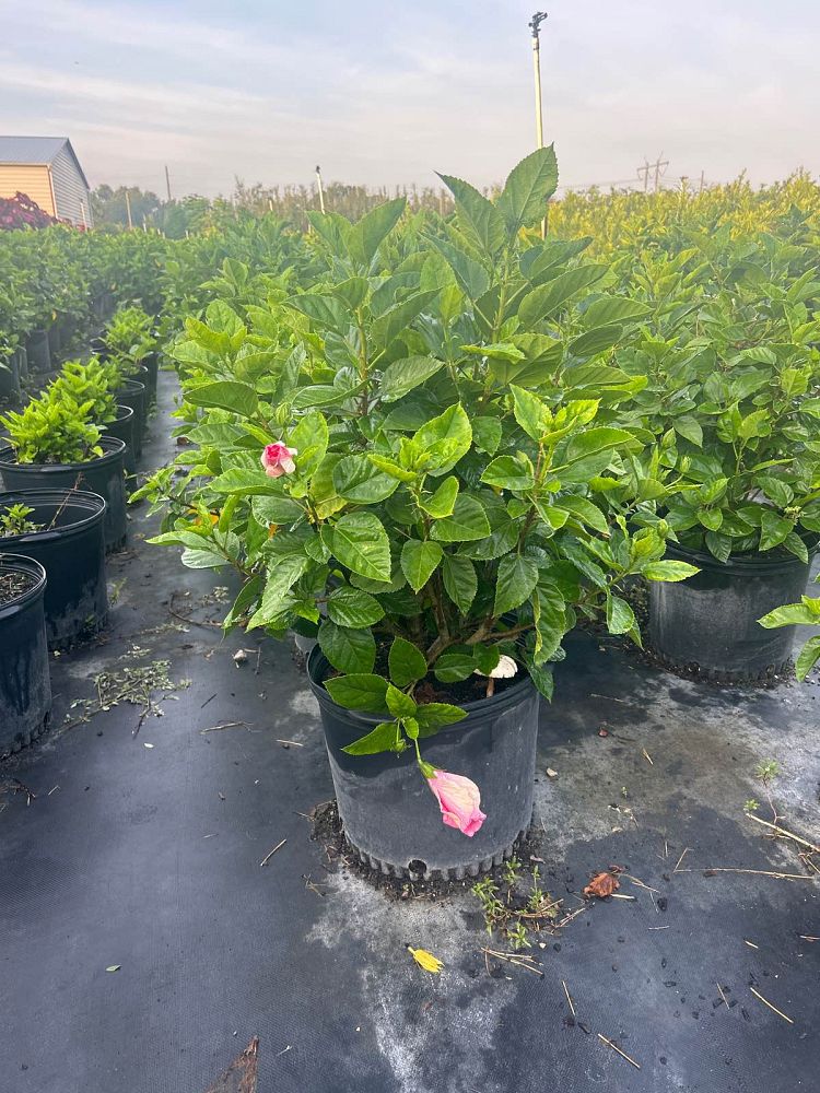 hibiscus-rosa-sinensis-seminole-pink-tropical-hibiscus