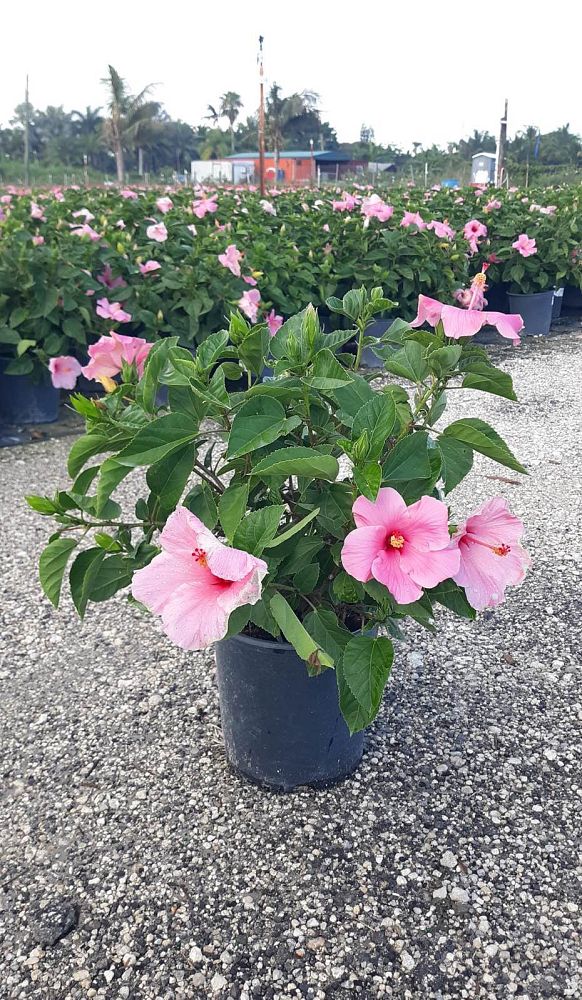 hibiscus-rosa-sinensis-seminole-pink-tropical-hibiscus