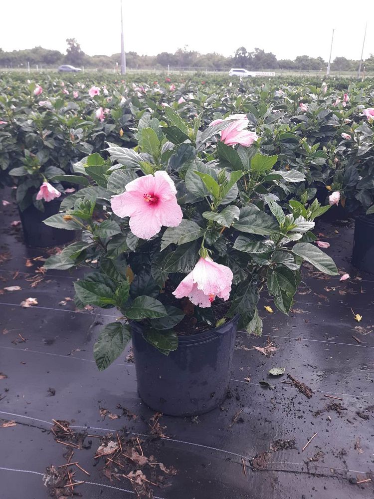hibiscus-rosa-sinensis-seminole-pink-tropical-hibiscus