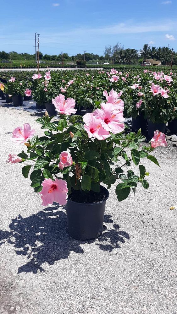 hibiscus-rosa-sinensis-seminole-pink-tropical-hibiscus