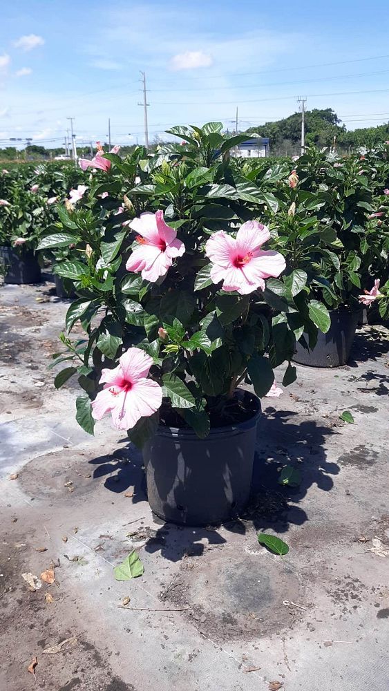 hibiscus-rosa-sinensis-seminole-pink-tropical-hibiscus
