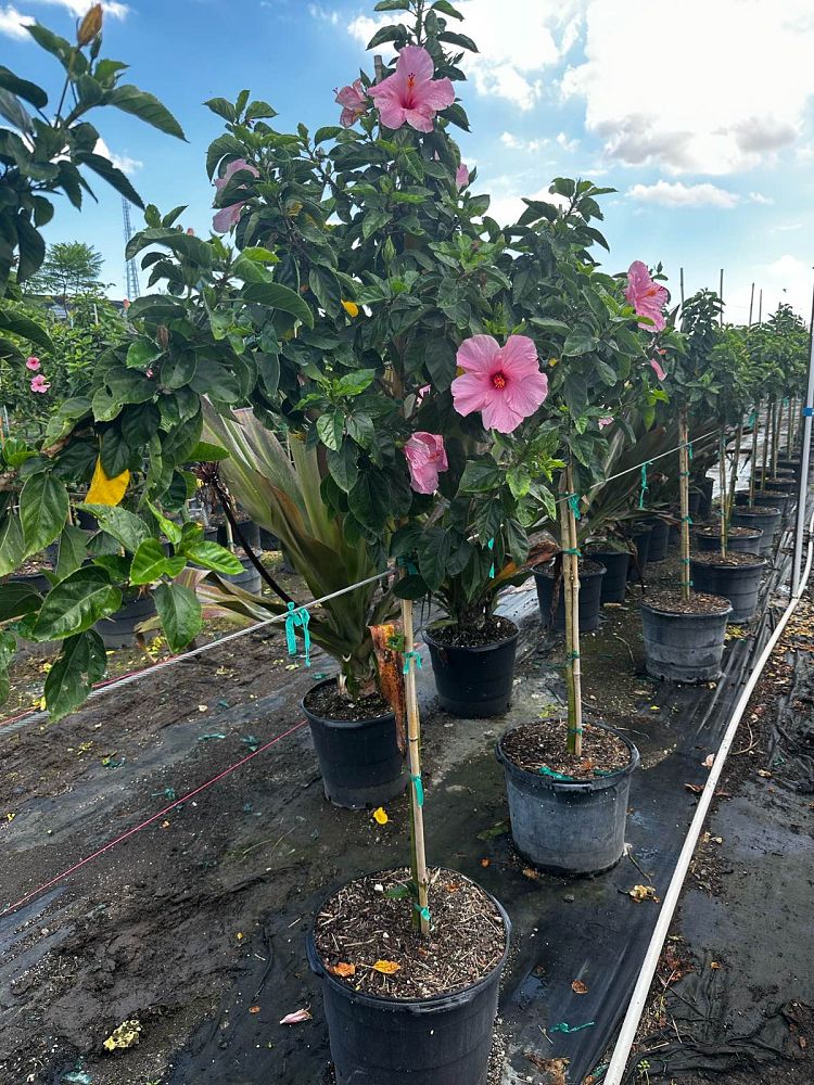 hibiscus-rosa-sinensis-seminole-pink-tropical-hibiscus