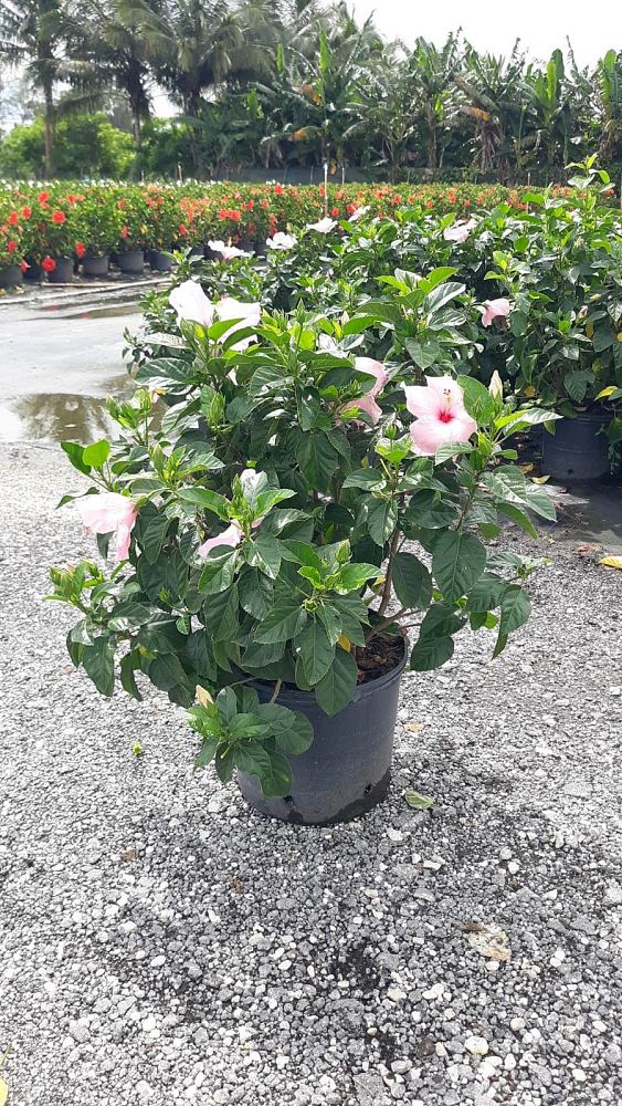 hibiscus-rosa-sinensis-seminole-pink-tropical-hibiscus