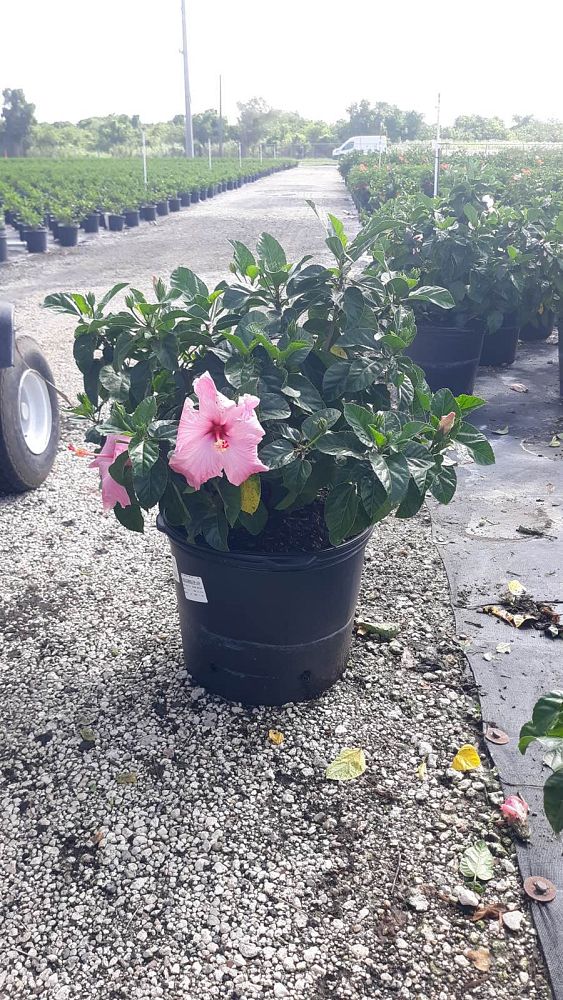 hibiscus-rosa-sinensis-seminole-pink-tropical-hibiscus