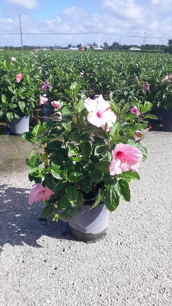 hibiscus-rosa-sinensis-seminole-pink-tropical-hibiscus