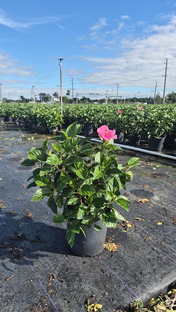 hibiscus-rosa-sinensis-seminole-pink-tropical-hibiscus