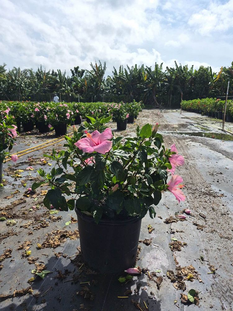 hibiscus-rosa-sinensis-seminole-pink-tropical-hibiscus