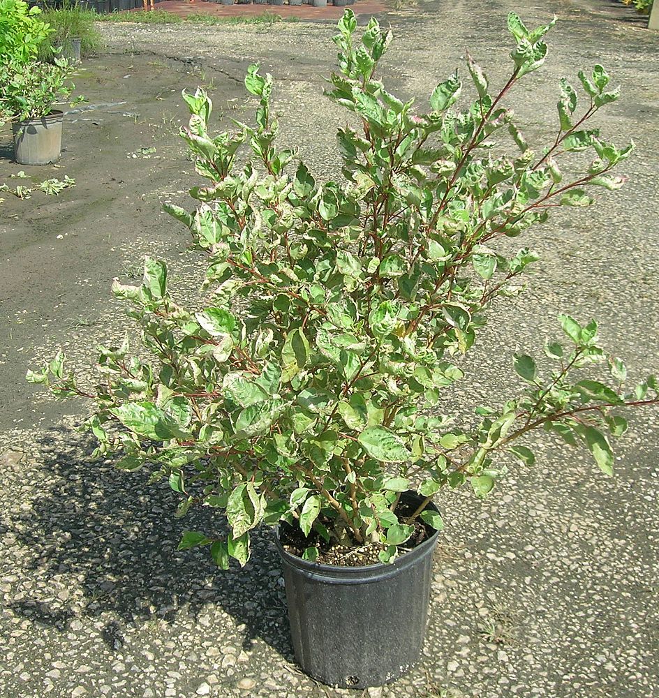 hibiscus-rosa-sinensis-snow-queen-variegated-tropical-hibiscus