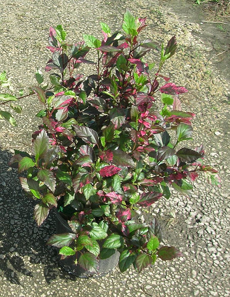 hibiscus-rosa-sinensis-snow-queen-variegated-tropical-hibiscus