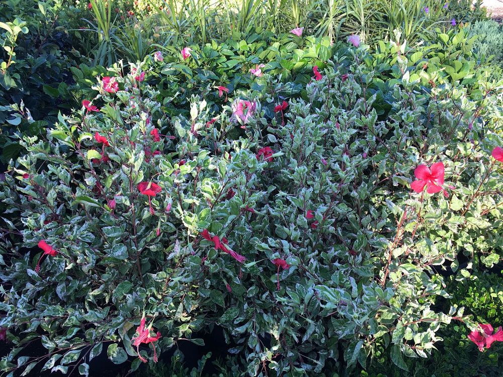 hibiscus-rosa-sinensis-snow-queen-variegated-tropical-hibiscus