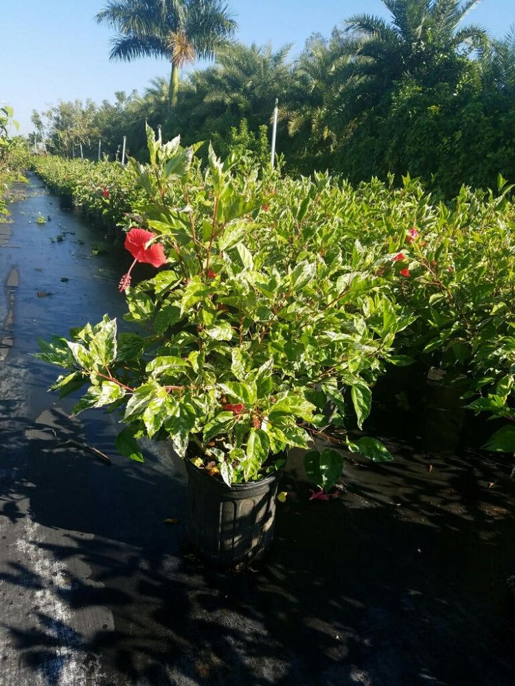 hibiscus-rosa-sinensis-snow-queen-variegated-tropical-hibiscus