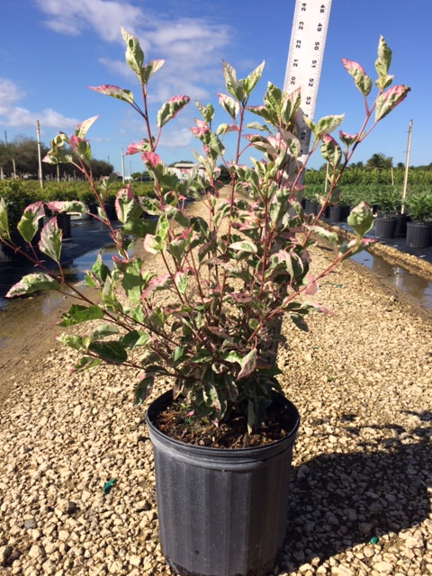 hibiscus-rosa-sinensis-snow-queen-variegated-tropical-hibiscus
